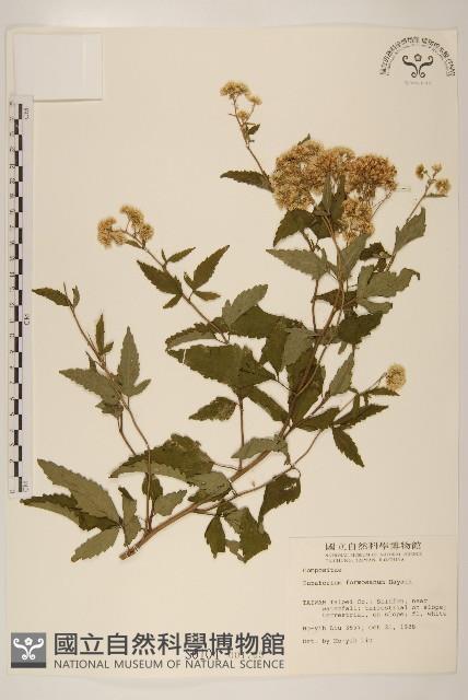 臺灣澤蘭藏品圖，第1張