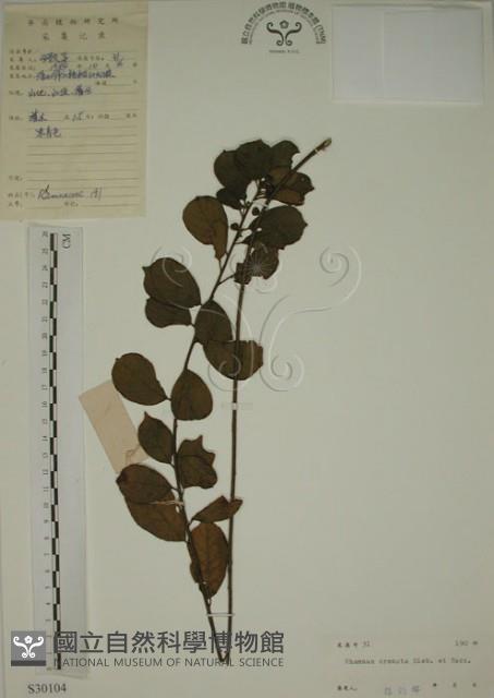 鈍齒鼠李藏品圖，第1張