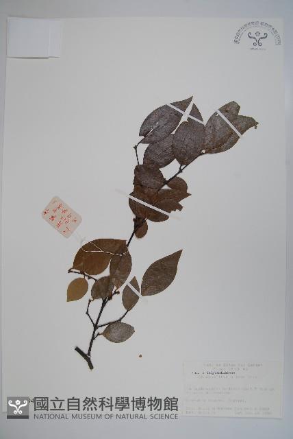 山腊梅藏品圖，第1張