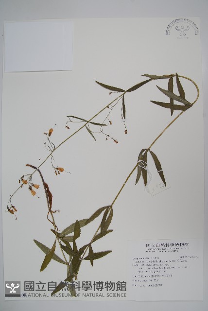 輪葉沙參藏品圖，第1張