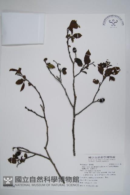 臺灣赤楊、臺灣榿木藏品圖，第1張