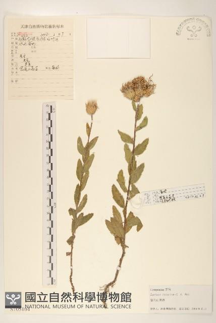 紫花山萵苣藏品圖，第1張