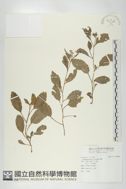 葶藶藏品圖，第1張