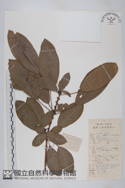 牛耳楓藏品圖，第1張