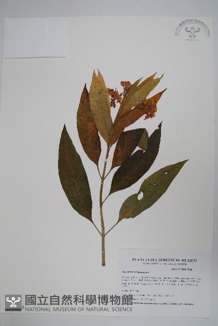 尖尾鳳、馬利筋藏品圖，第1張