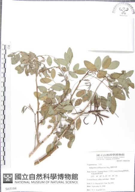 尖葉木藍藏品圖，第1張