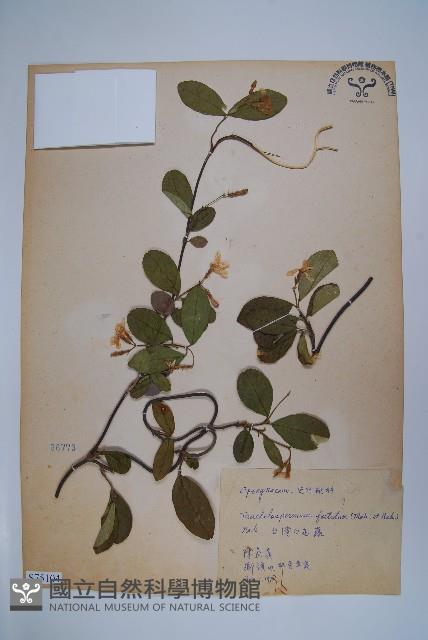 台灣白花藤藏品圖，第1張