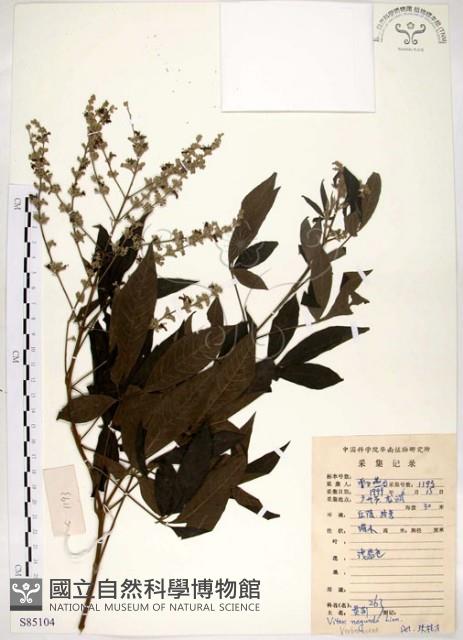 黃荊藏品圖，第1張