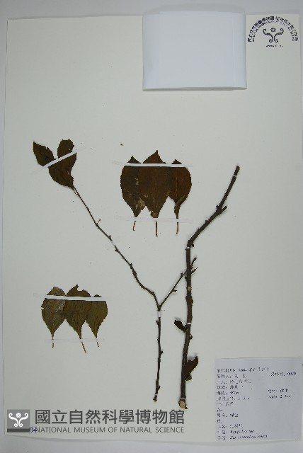 鼠李冬青、滿樹星藏品圖，第1張