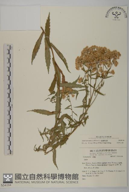 臺灣馬蘭藏品圖，第1張