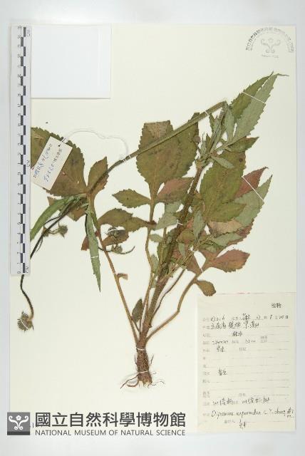 川續斷藏品圖，第1張