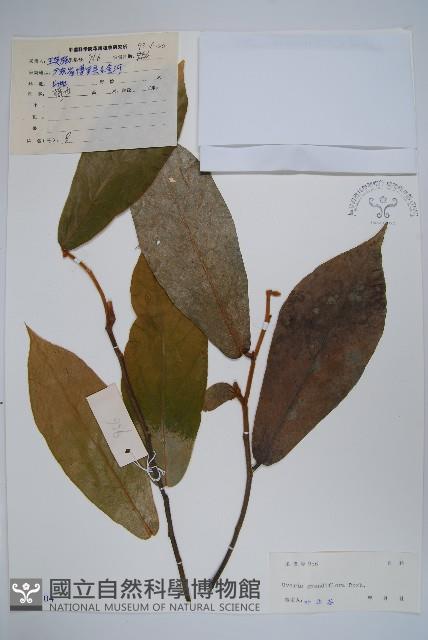 山椒子藏品圖，第1張