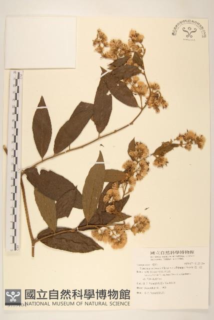 過山龍藏品圖，第1張