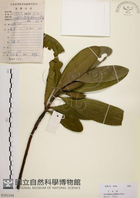 大頭茶藏品圖，第1張