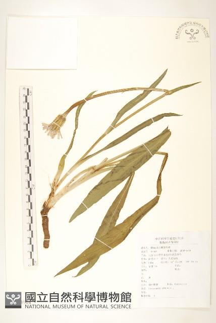 桃葉鴉蔥藏品圖，第1張