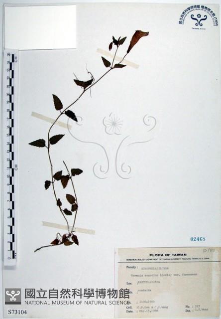 倒地蜈蚣、四角銅鑼藏品圖，第1張