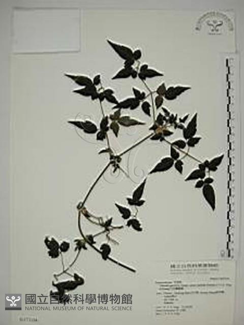 巴氏鐵線蓮藏品圖，第1張