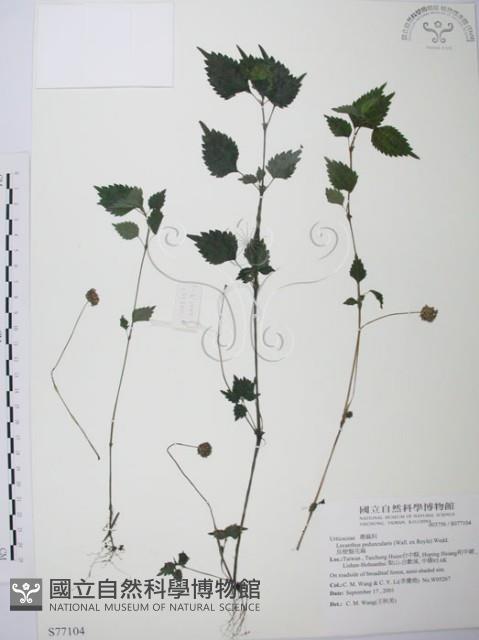 長梗盤花麻藏品圖，第1張