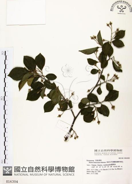 烏皮九芎、奮起湖野茉莉藏品圖，第1張