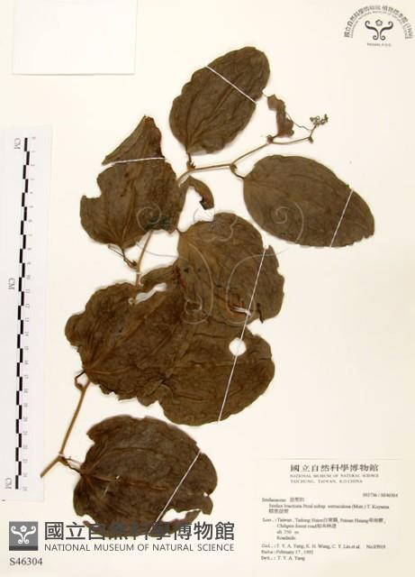 糙莖菝契藏品圖，第1張