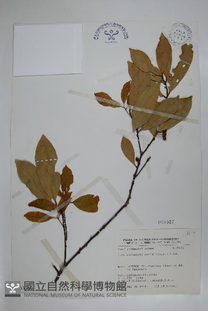 革葉冬青藏品圖，第1張