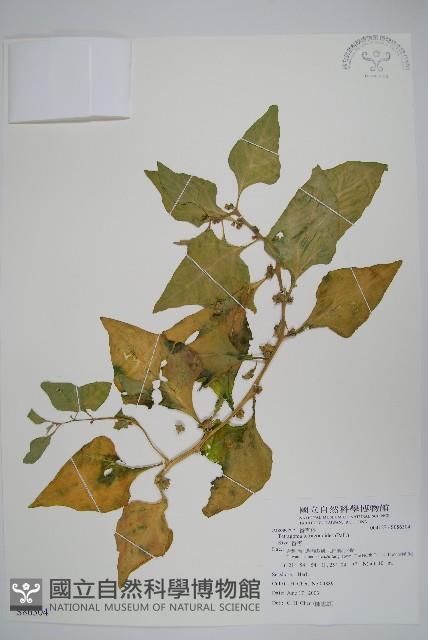 番杏藏品圖，第1張