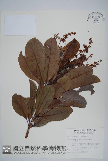 山檨子藏品圖，第1張