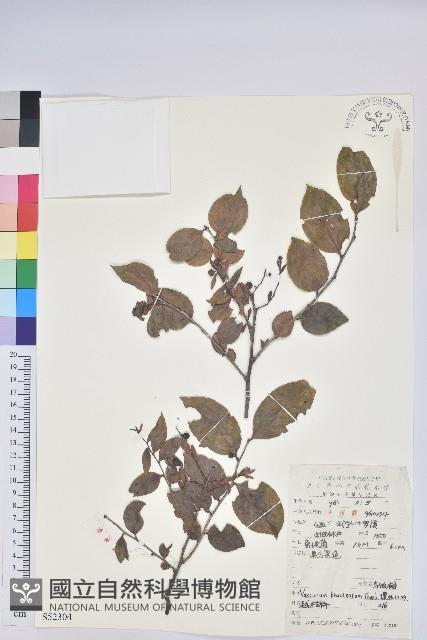 米飯花藏品圖，第1張