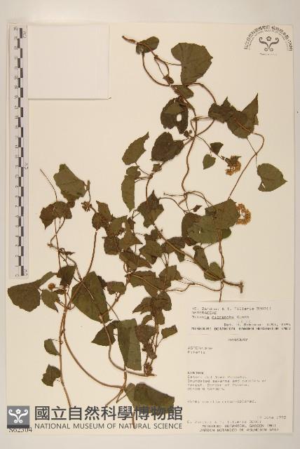 小花蔓澤蘭藏品圖，第1張