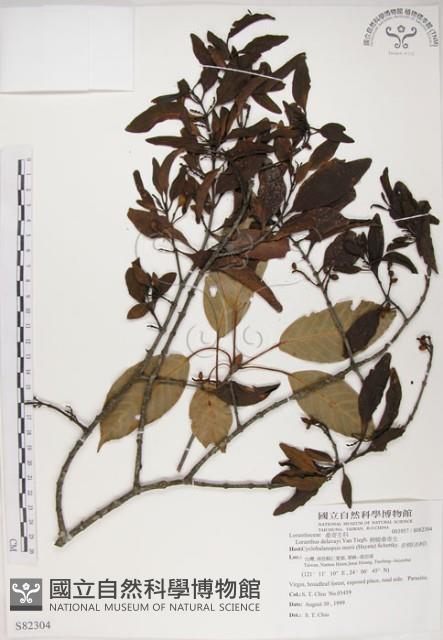 椆樹桑寄生, 大葉榿寄生藏品圖，第1張