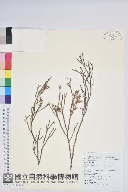 毛蕊花藏品圖，第1張