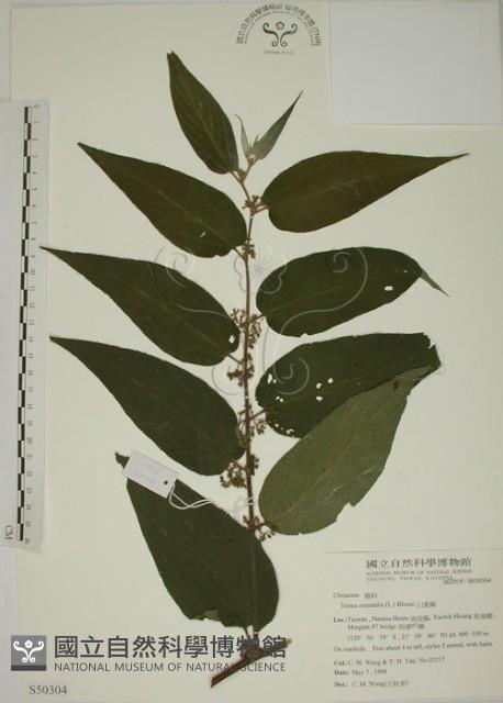 山黃麻藏品圖，第1張