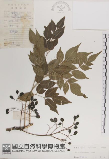 楝、苦楝藏品圖，第1張