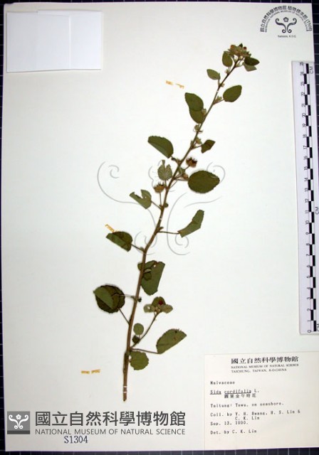 圓葉金午時花藏品圖，第1張