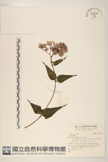 登錄號:S141304藏品圖，第1張
