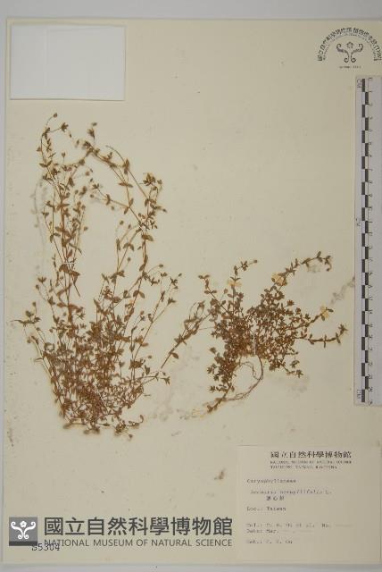 無心菜、鵝不食草藏品圖，第1張