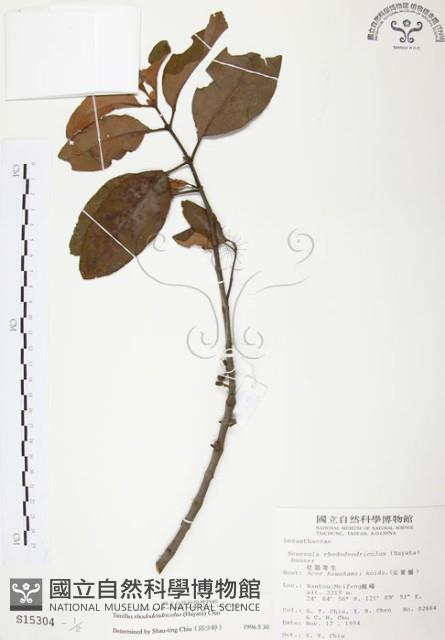 杜鵑桑寄生藏品圖，第1張