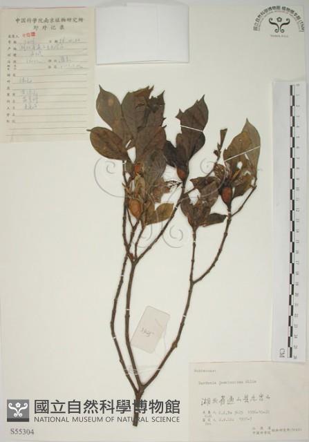 山黃梔藏品圖，第1張