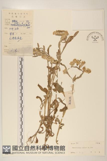 鼠麴草藏品圖，第1張