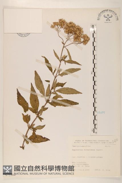 臺灣澤蘭藏品圖，第1張