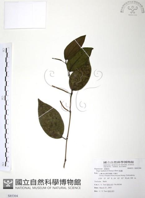 風藤藏品圖，第1張