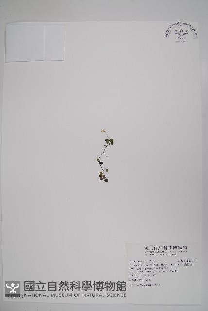 山桔梗藏品圖，第1張