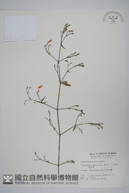 槍刀菜藏品圖，第1張