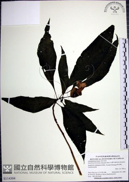 角桐草、台灣半蒴苣苔藏品圖，第1張