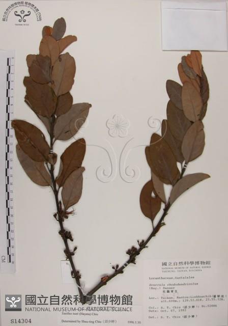 蓮華池桑寄生藏品圖，第1張