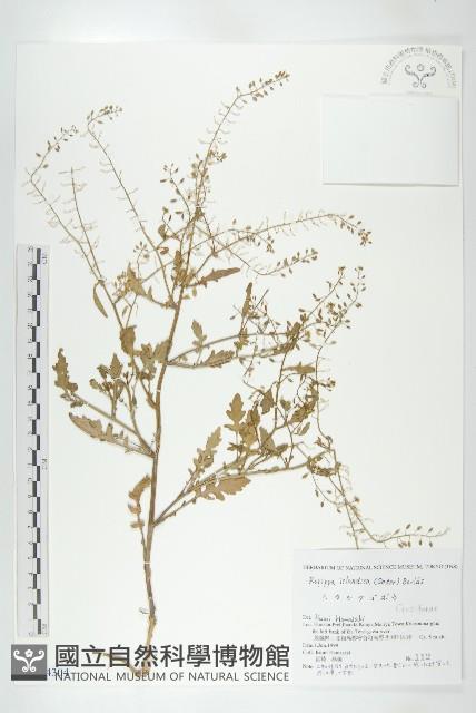 鳳花菜藏品圖，第1張