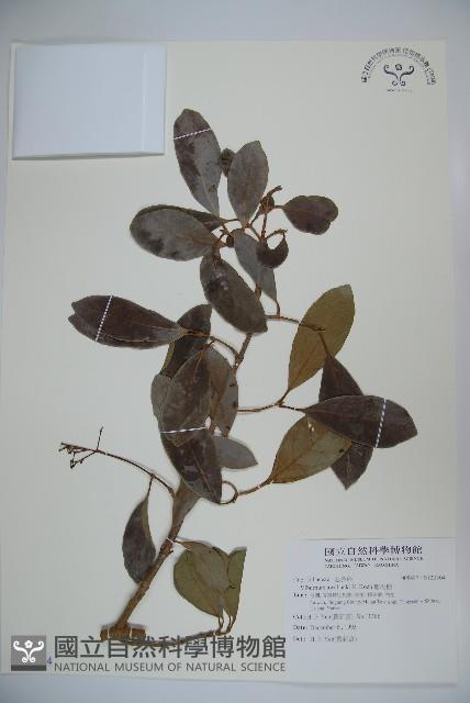 珊瑚樹藏品圖，第1張