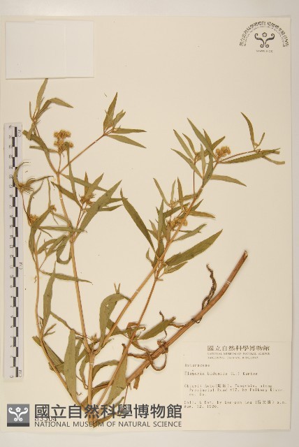 黃頂菊藏品圖，第1張