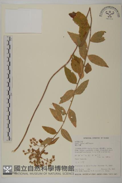 絨山白蘭藏品圖，第1張