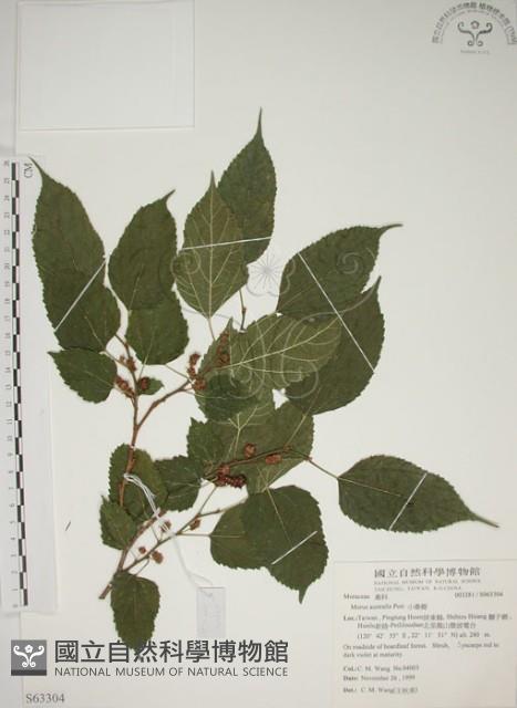 小桑樹藏品圖，第1張